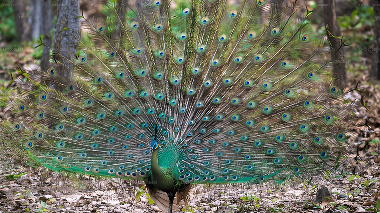 Private Tour from Ella to Unawatuna with Udawalawe Safari