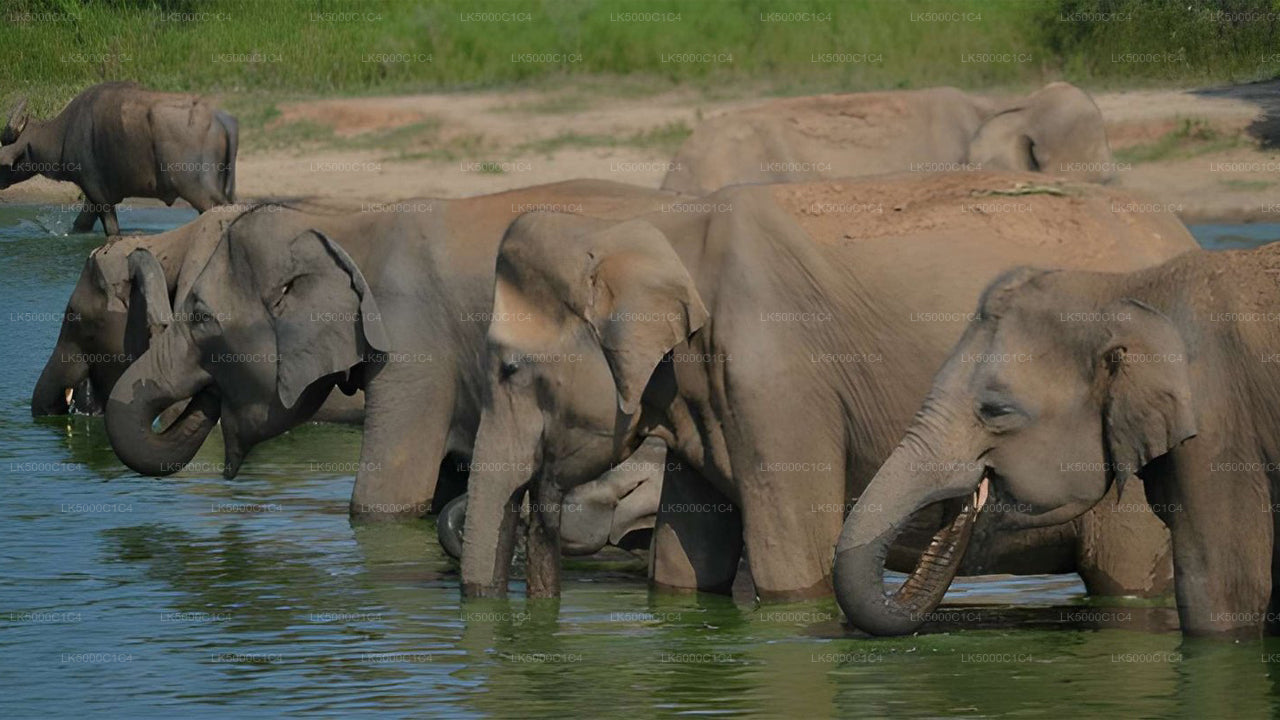 Private Tour from Ella to Hiriketiya with Udawalawe Safari