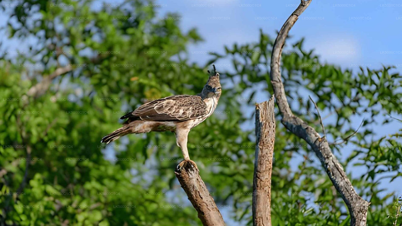 Private Tour from Ella to Hiriketiya with Udawalawe Safari