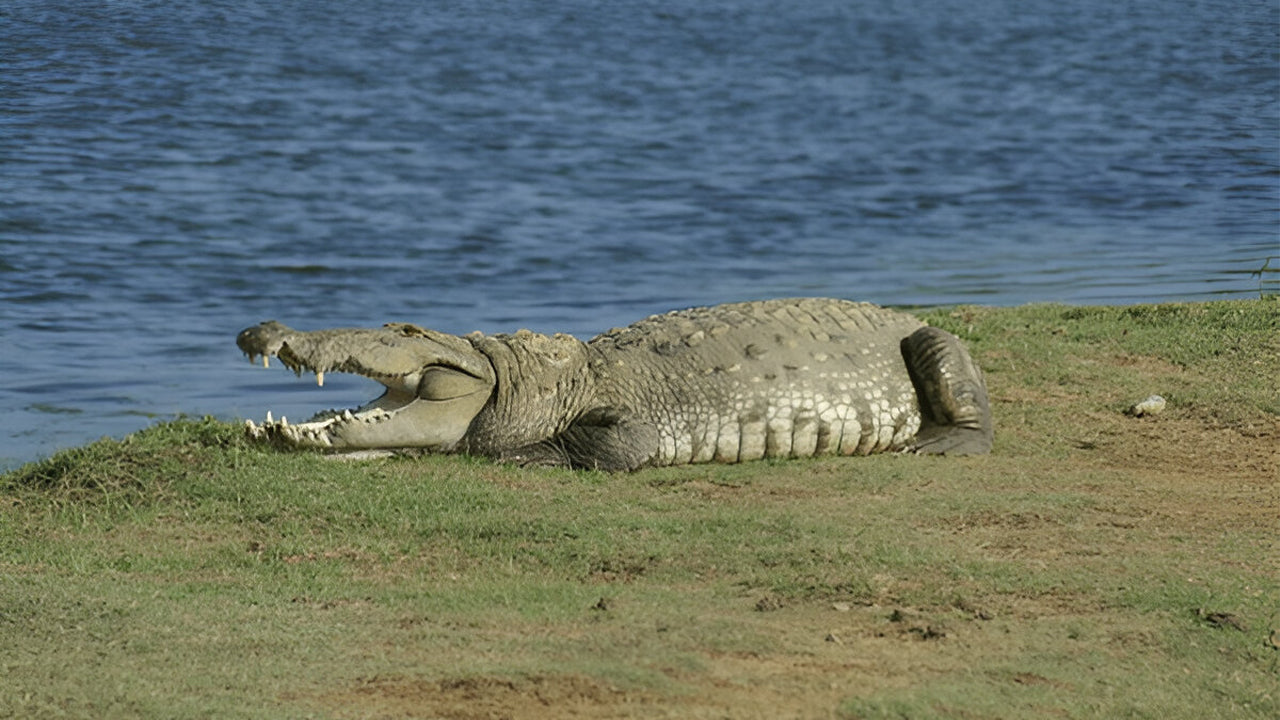 Yala National Park Ethical Safari in Block 5