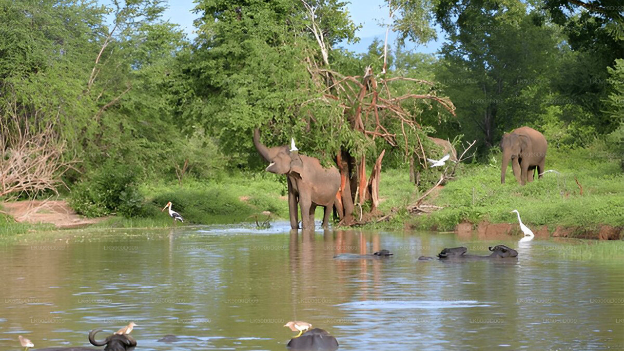 Private Tour from Galle to Ella with Udawalawe Safari