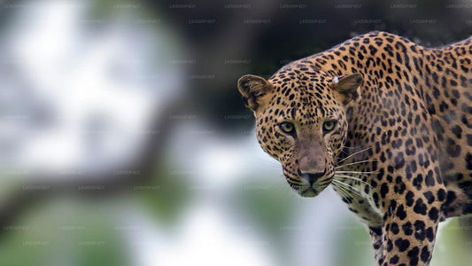A leopard in the wild, likely in a forested area, with a blurred background.