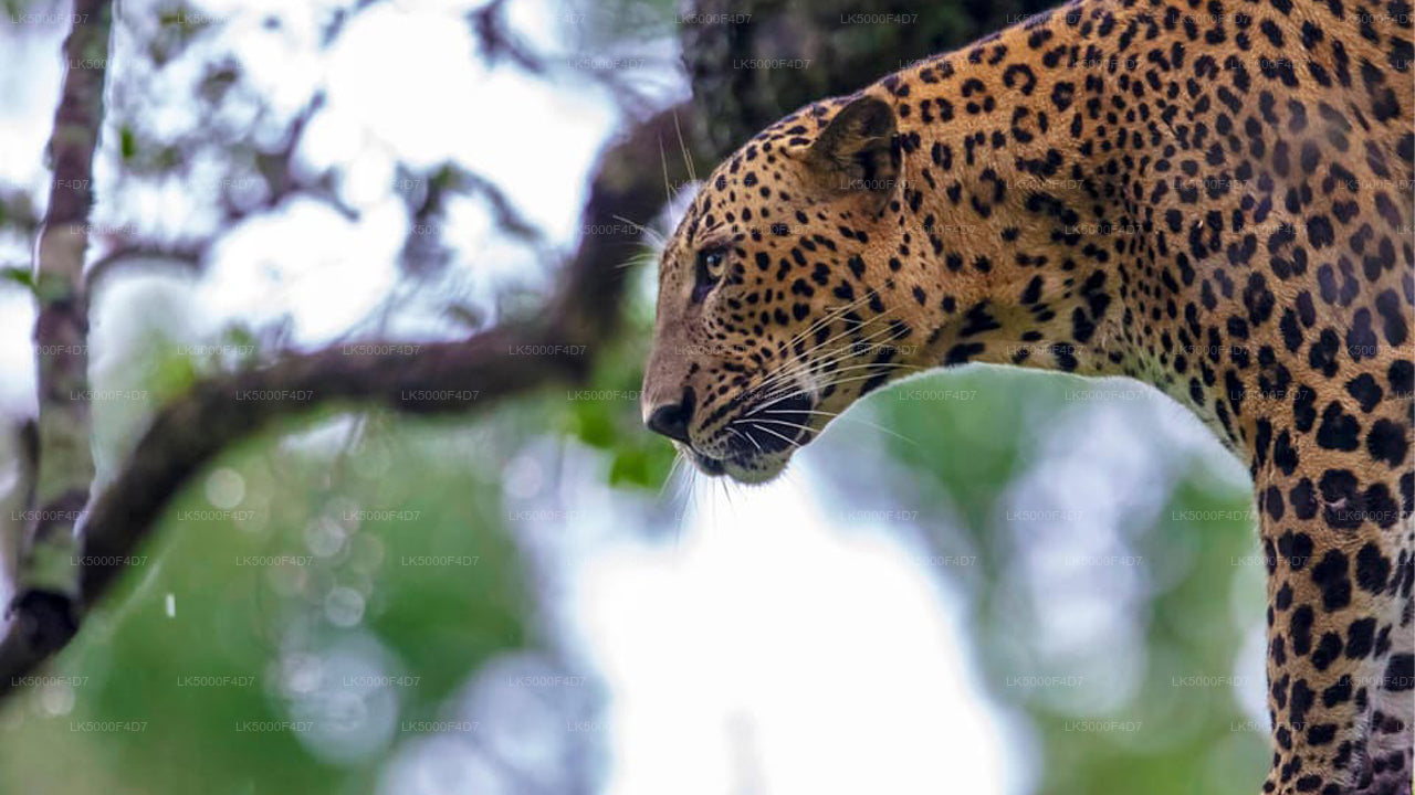 Private Tour from Ella to Hiriketiya with Yala Safari