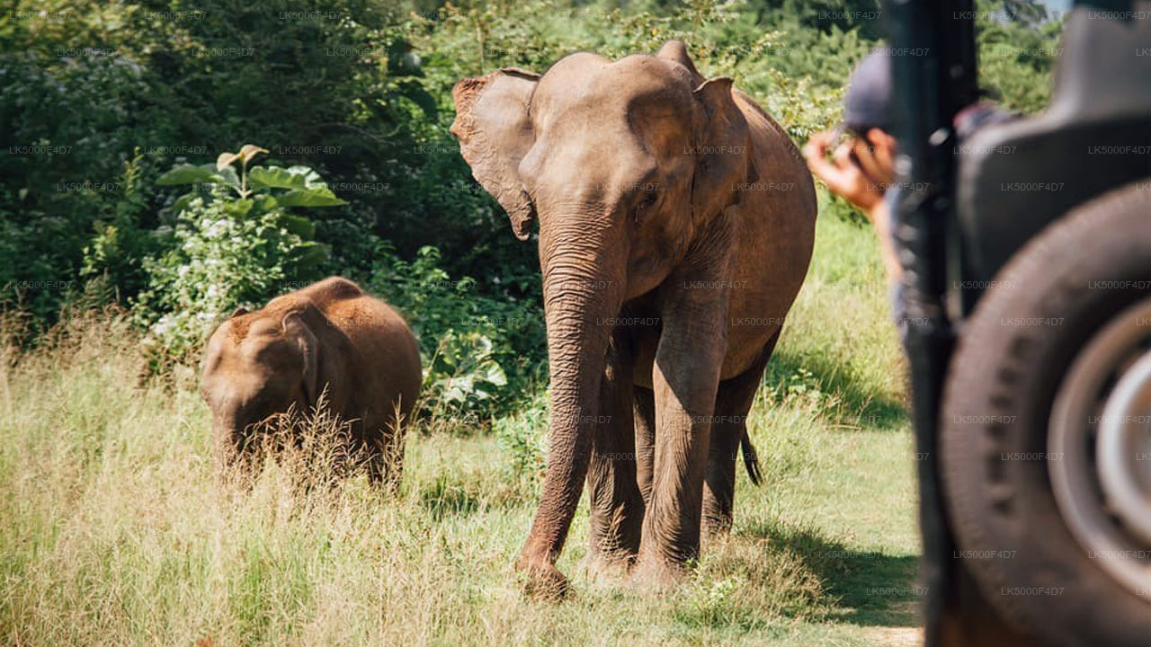 Private Tour from Ella to Hiriketiya with Yala Safari