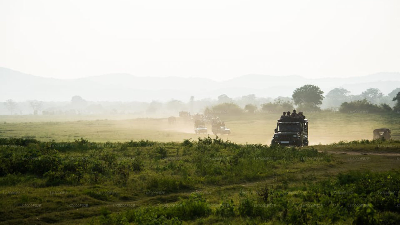 Private Tour from Ella to Galle with Yala Safari