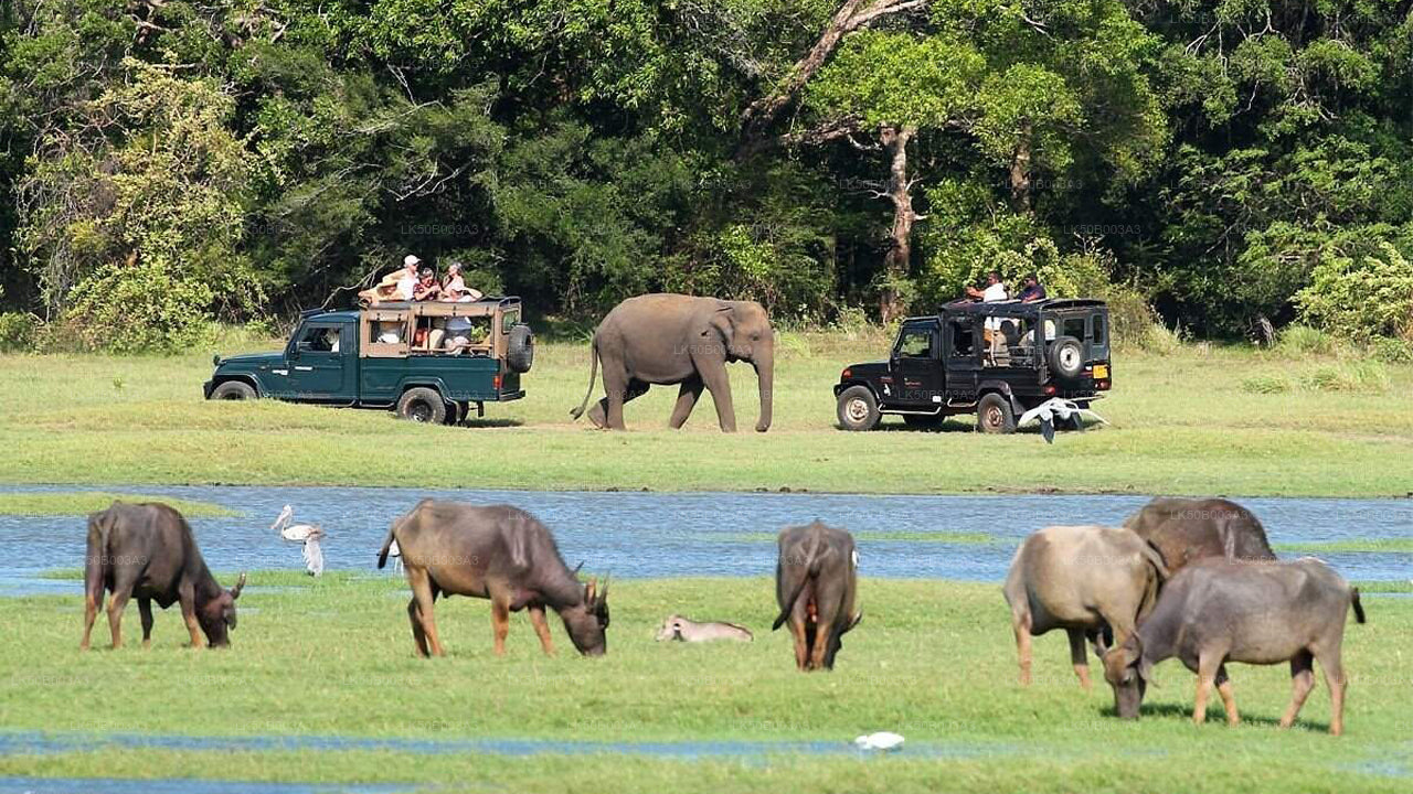 Minneriya National Park Private Safari