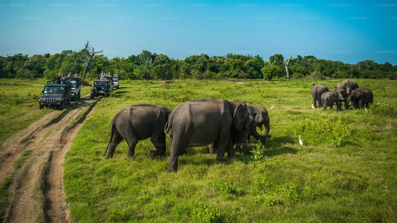 Minneriya National Park Private Safari