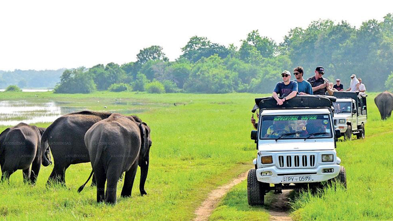 Minneriya National Park Private Safari