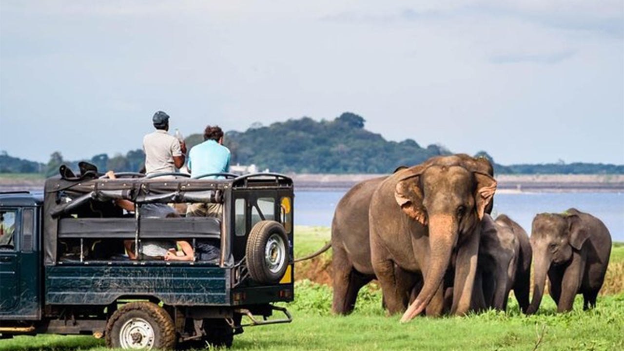 Minneriya National Park Safari from Sigiriya
