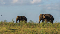 Kaudulla National Park Shared Safari