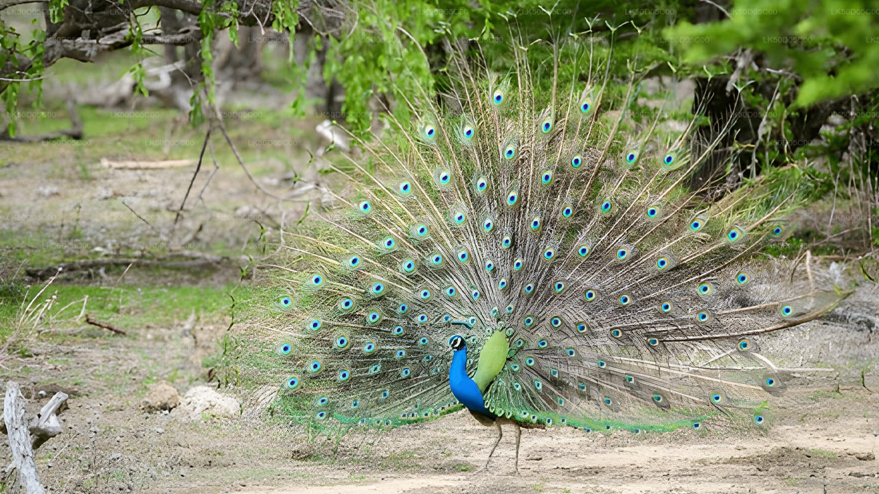 Kaudulla National Park Private Safari from Sigiriya