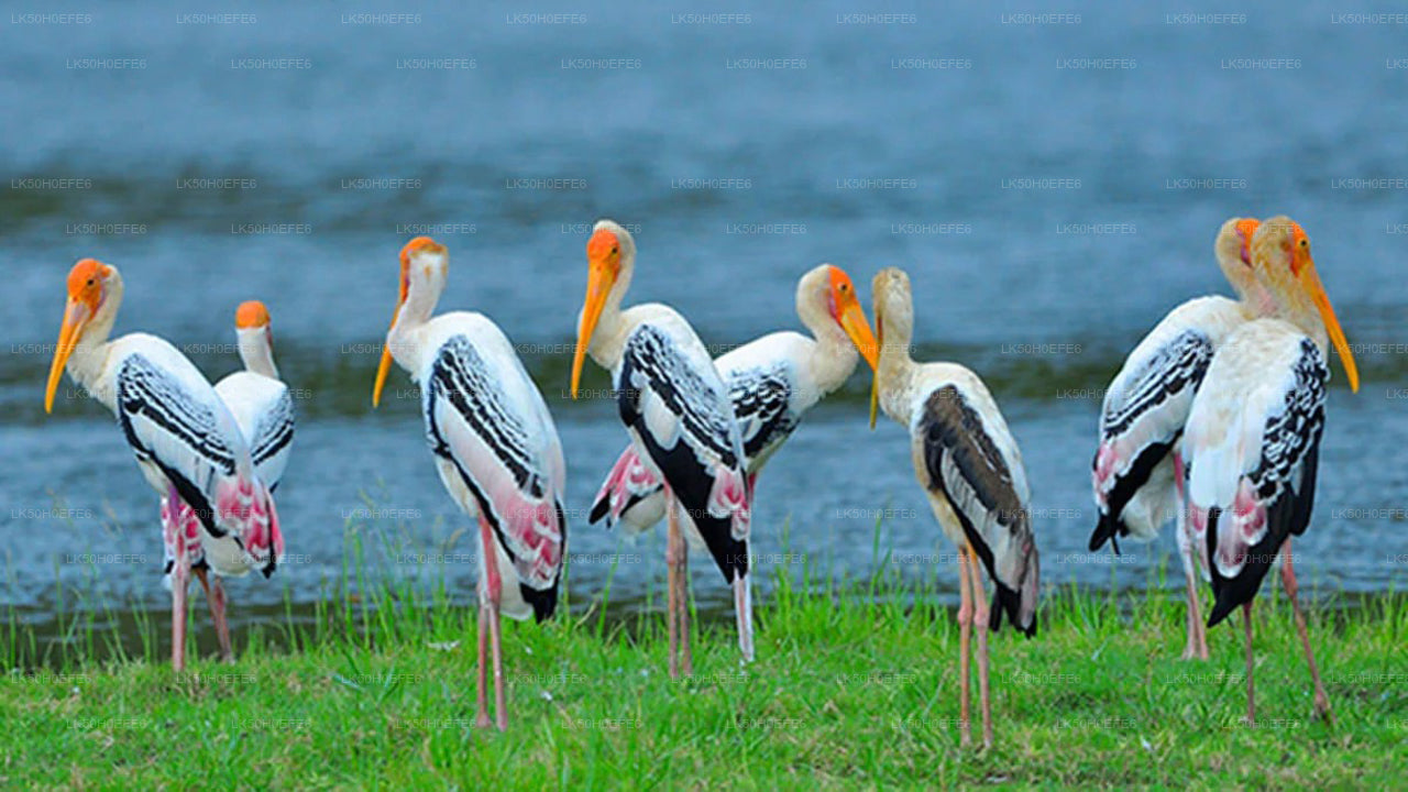 Bundala National Park Private Safari