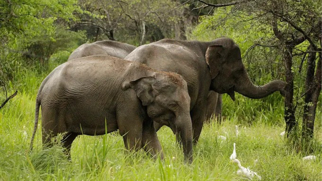 Wasgamuwa National Park Private Safari