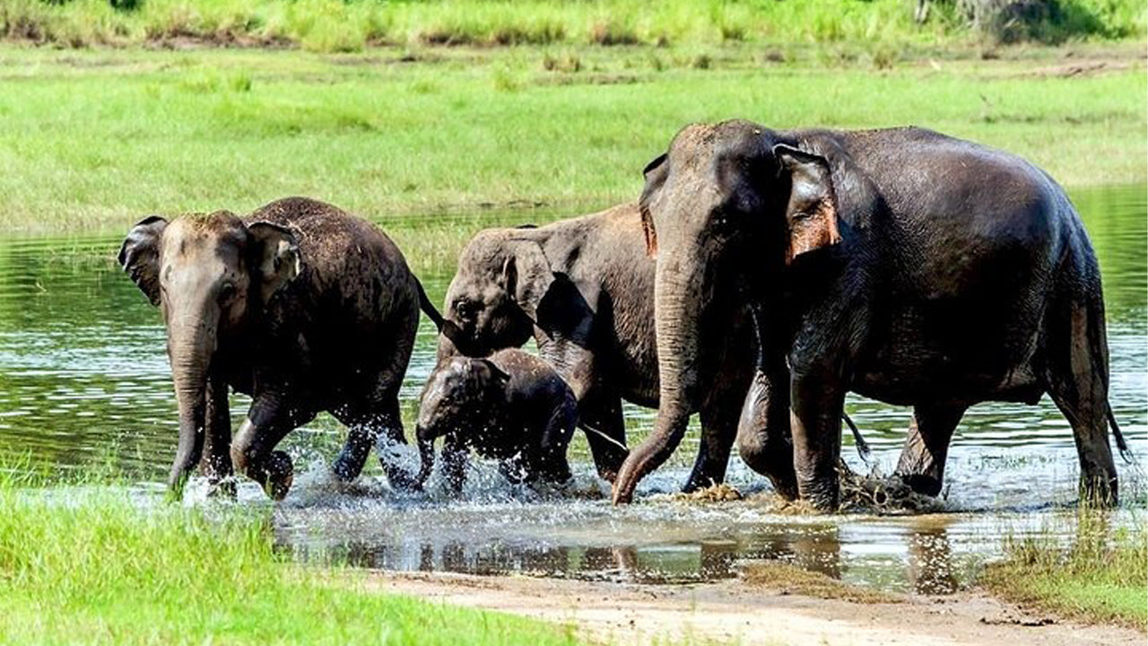 Wasgamuwa National Park Private Safari