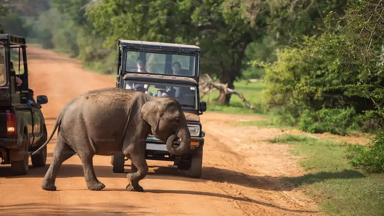 Maduru Oya National Park Private Safari with Naturalist