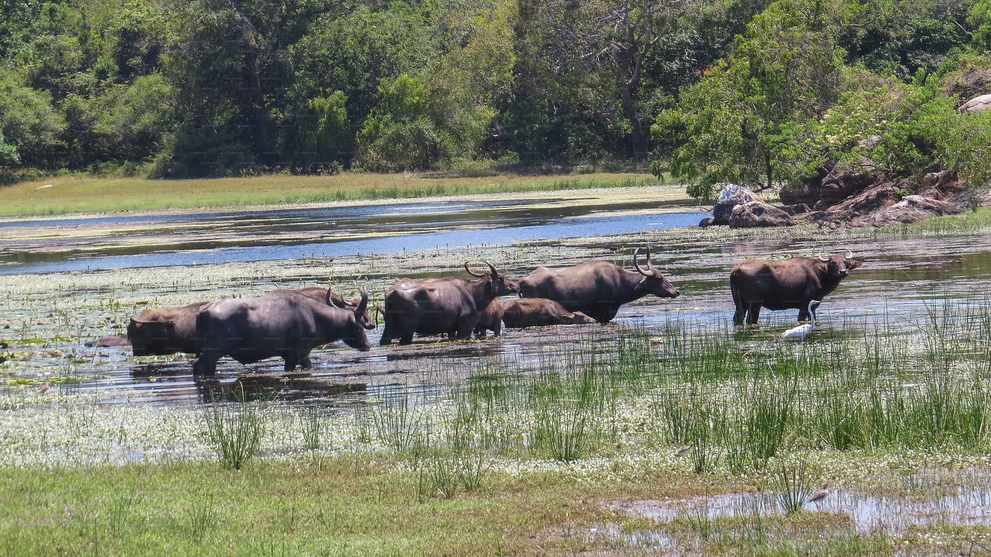 Maduru Oya National Park Private Safari with Naturalist