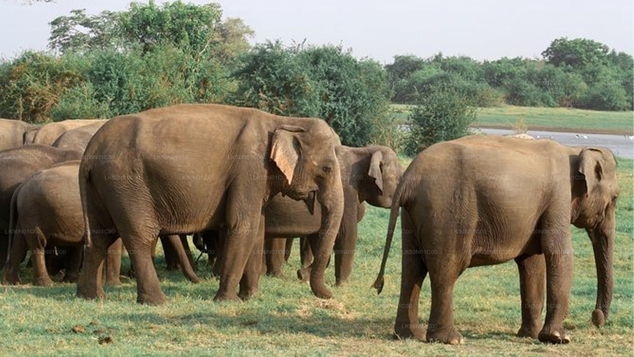 Maduru Oya National Park Private Safari with Naturalist