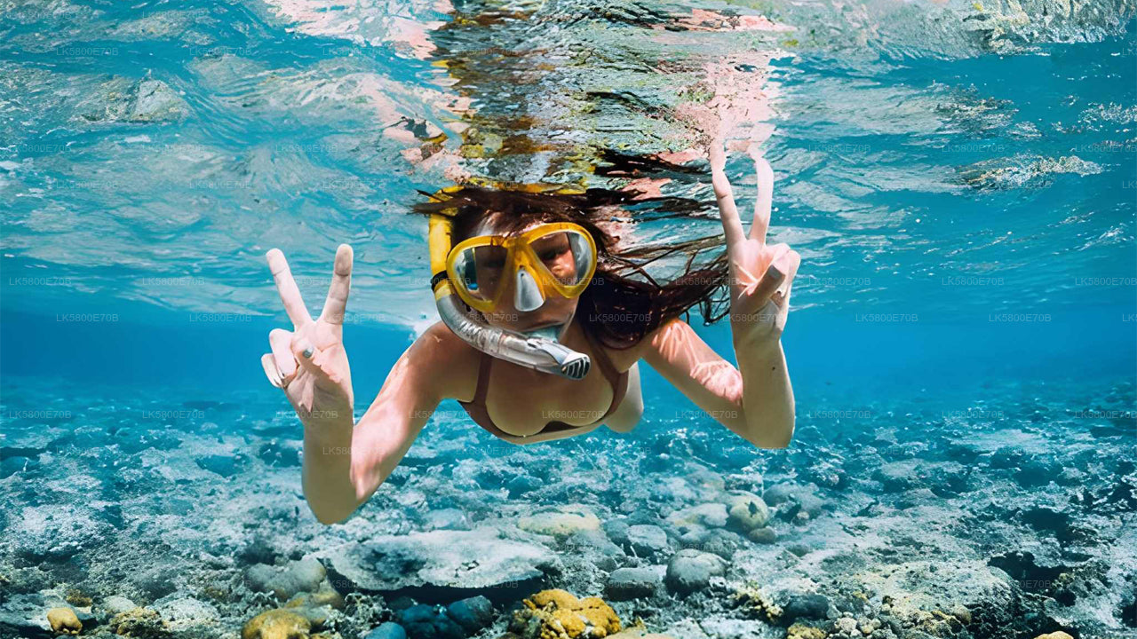 Snorkeling with Sea Turtles from Bentota