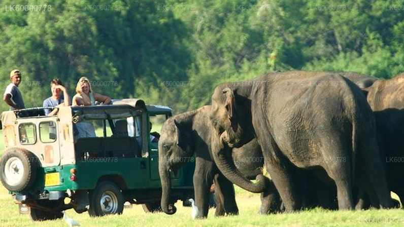 Sigiriya Rock, Village Experience and Wildlife Safari from Trincomalee
