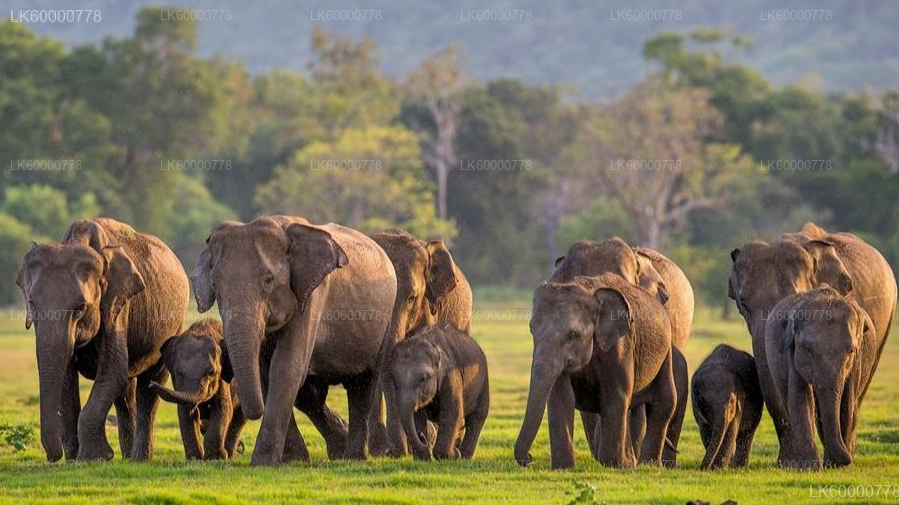 Sigiriya Rock, Village Experience and Wildlife Safari from Trincomalee