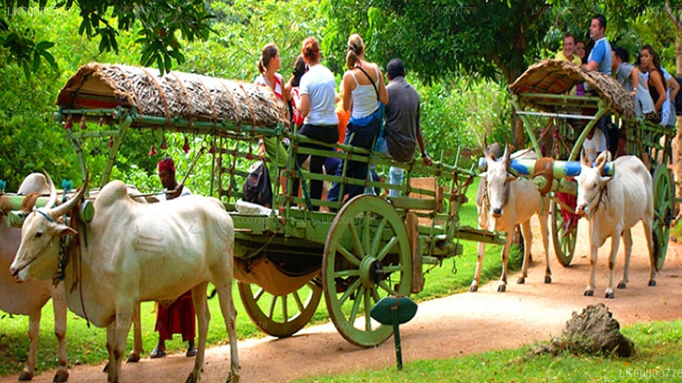 Sigiriya Rock, Village Experience and Wildlife Safari from Trincomalee