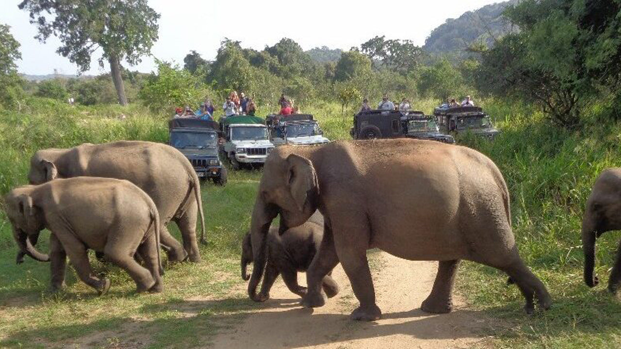 Hurulu Eco Park Safari Day Trip from Pasikuda