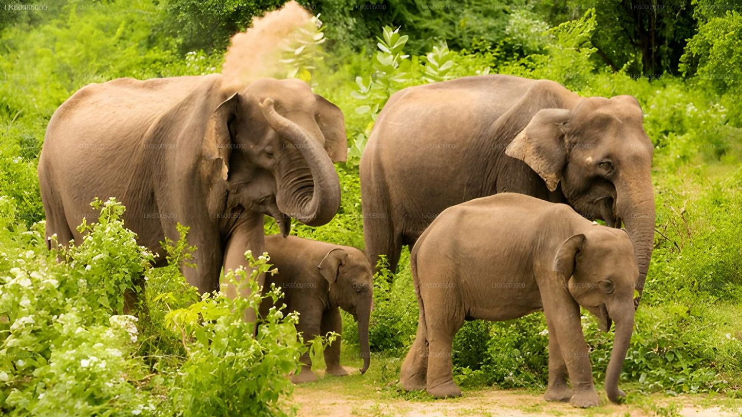Private Tour from Arugam bay to Weligama with Udawalawe Safari