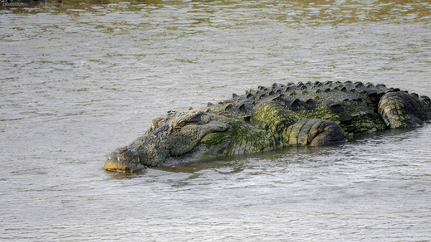 Private Tour from Arugam bay to Weligama with Udawalawe Safari