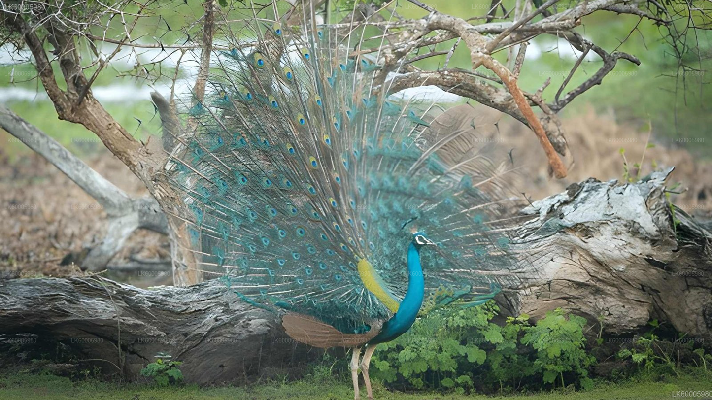 Private Tour from Ella to Arugam bay with Lahugala Safari