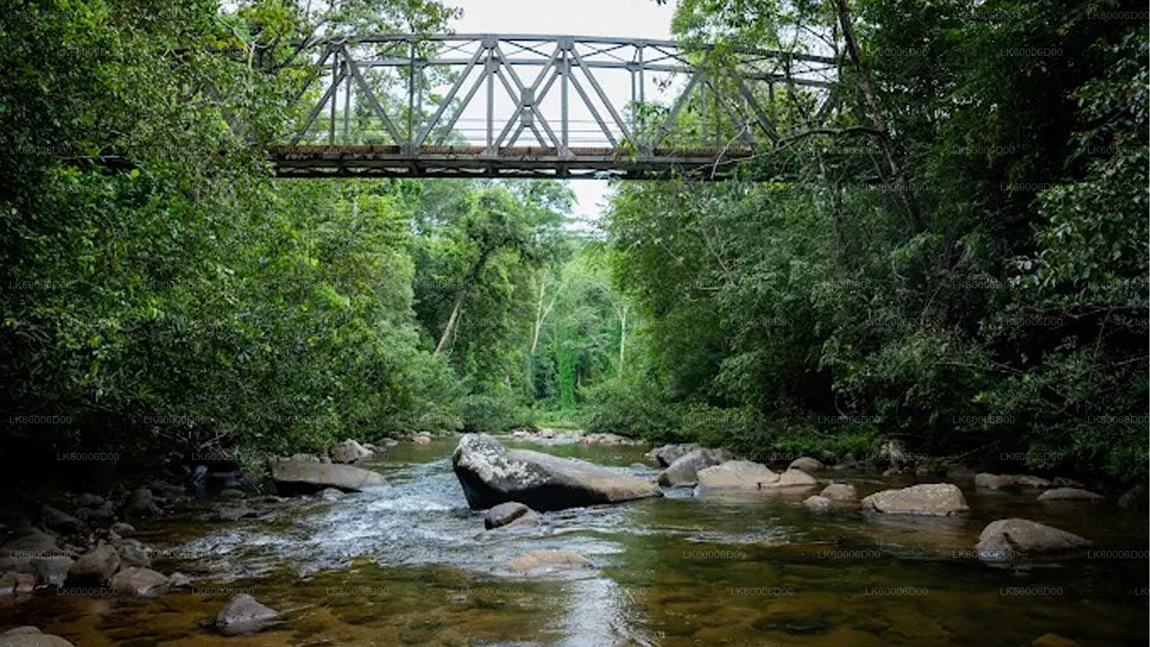 Sinharaja Rain Forest Trekking to the Lions Rock