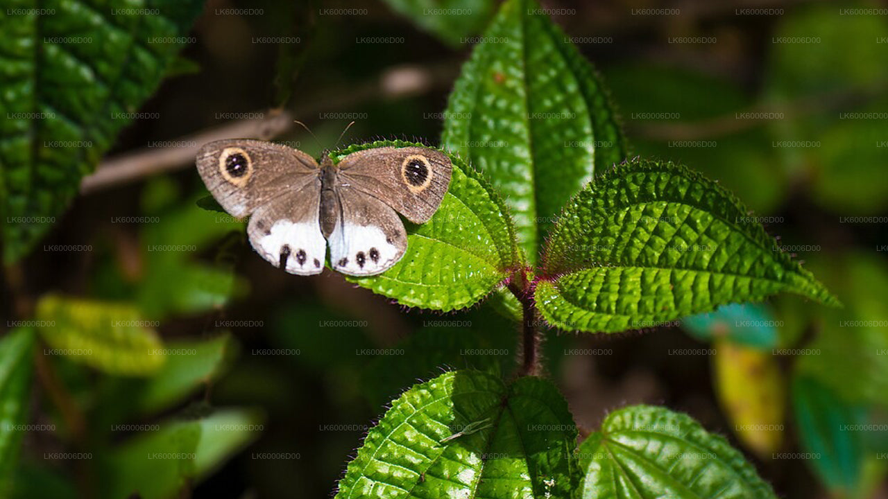 Sinharaja Rainforest Guided Tour from Kosgoda