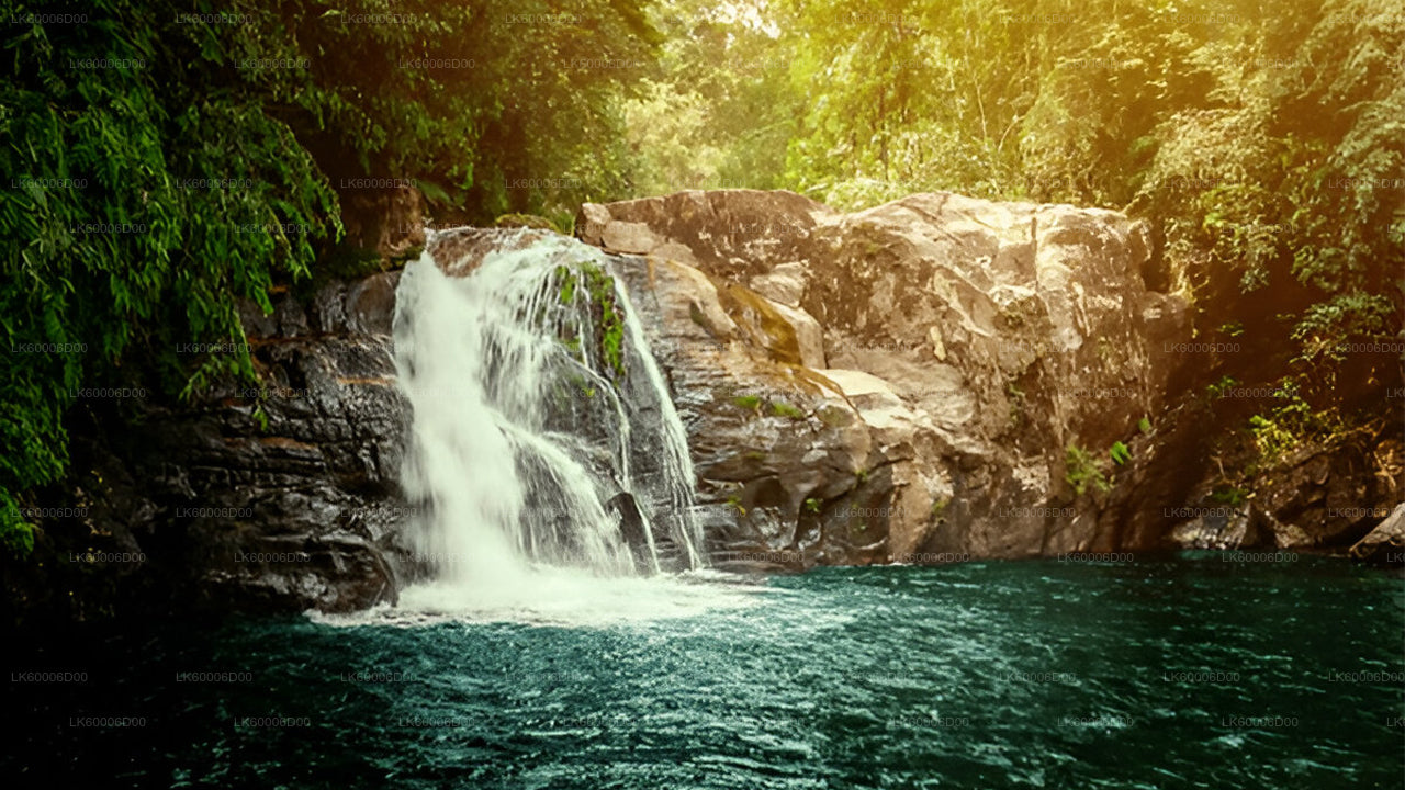 Sinharaja Rainforest Guided Tour from Kosgoda