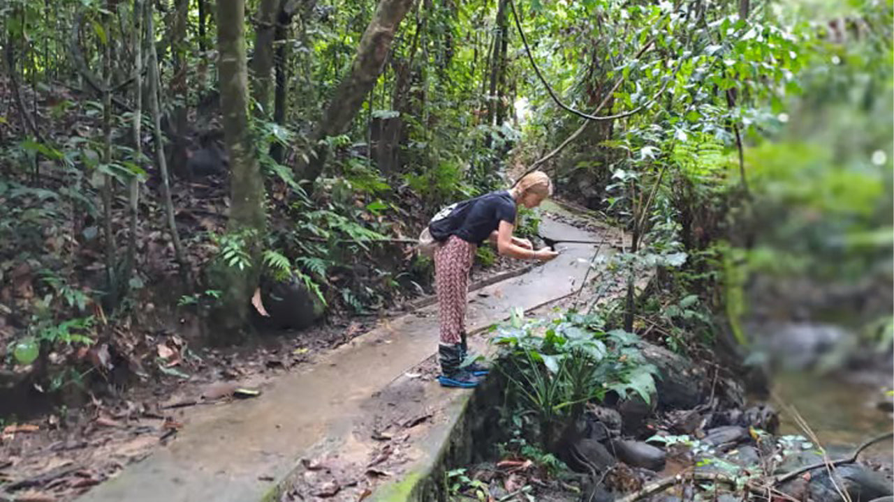 Sinharaja Rainforest Day Trip from Ahangama