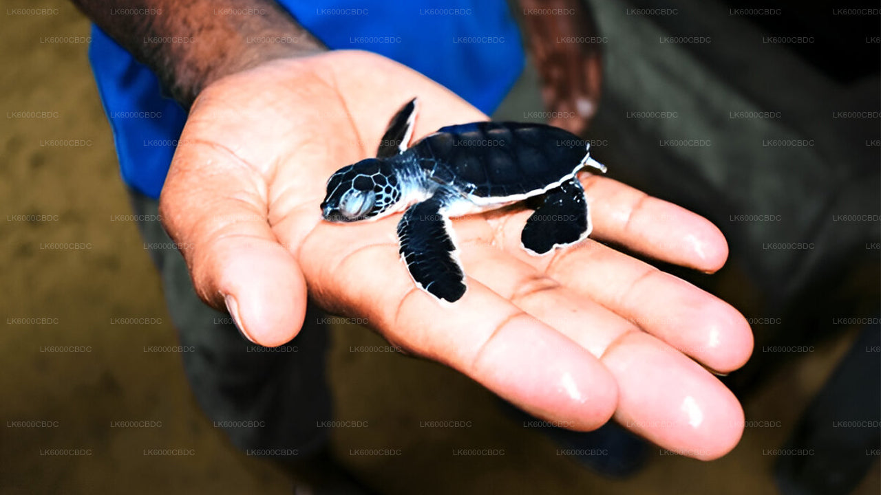 Bentota City tour and Galle from Kosgoda