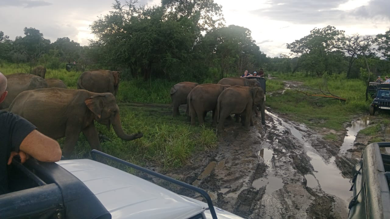 Polonnaruwa Heritage and Hurulu Eco Park Safari from Pasikuda