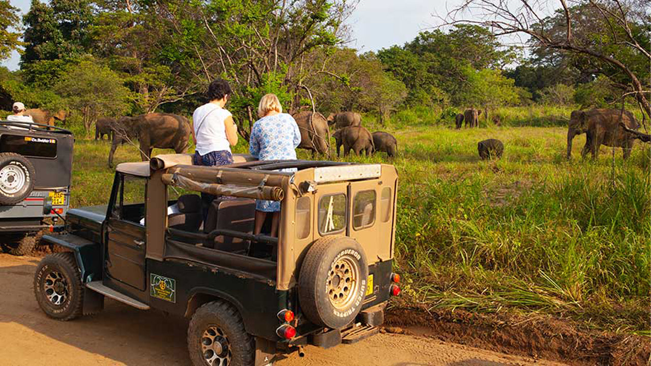 Polonnaruwa Heritage and Hurulu Eco Park Safari from Pasikuda