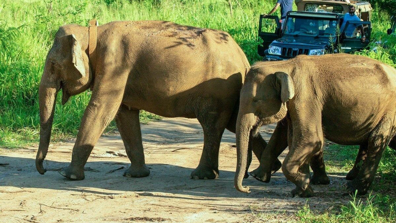 Polonnaruwa Heritage and Hurulu Eco Park Safari from Pasikuda