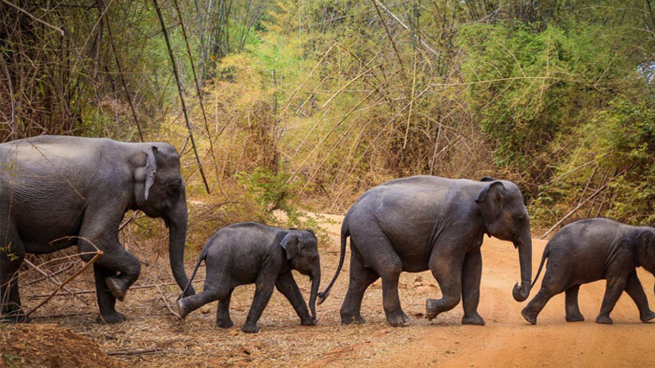 Wasgamuwa National Park Safari from Kandy