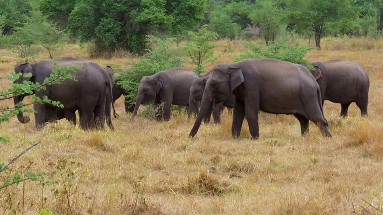 Wasgamuwa National Park Safari from Kandy
