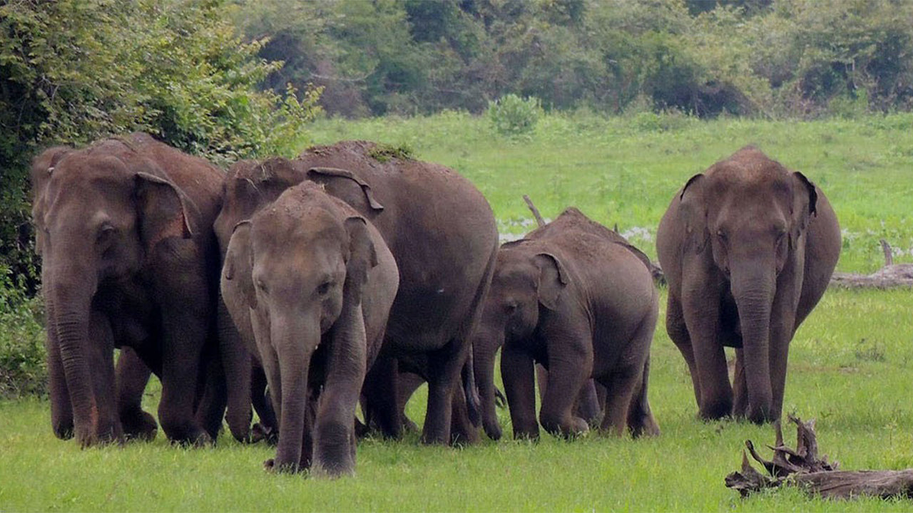 Wasgamuwa National Park Safari from Kandy