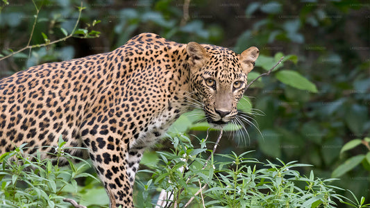 Yala National Park Safari from Unawatuna