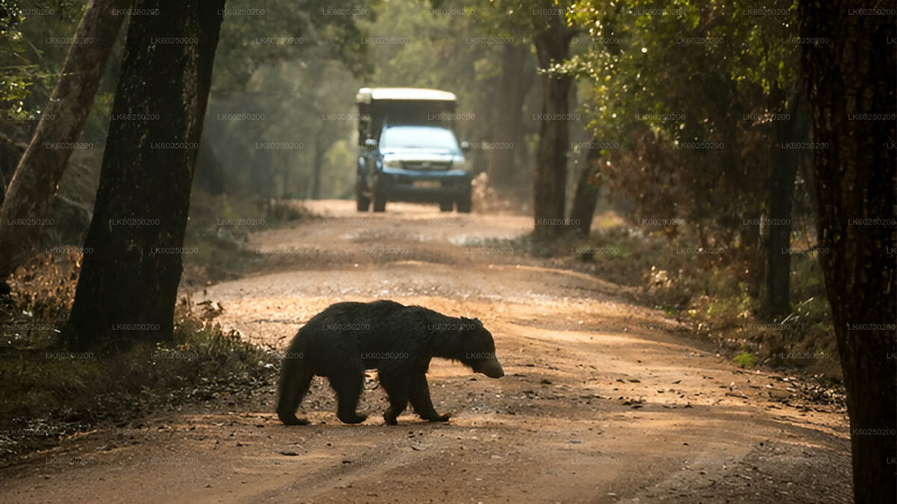Yala National Park Safari from Unawatuna