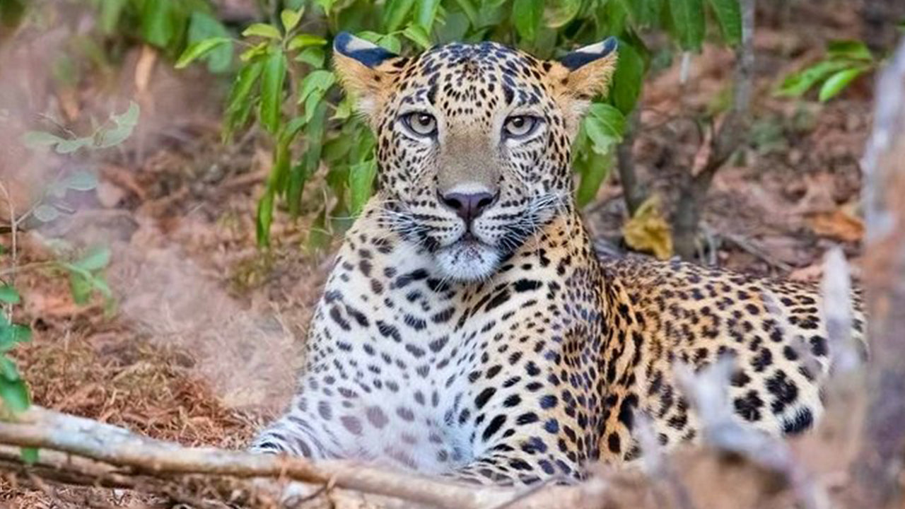 Yala National Park Safari from Weligama