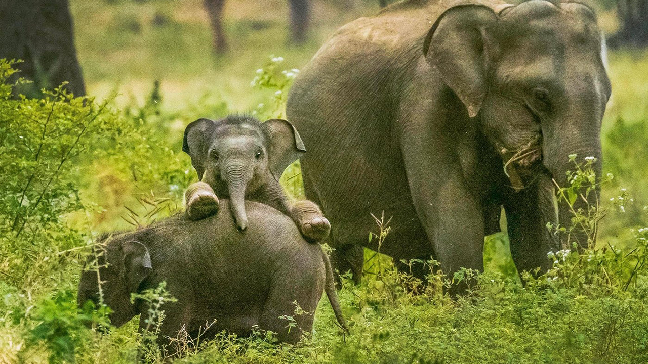 Yala National Park Safari from Weligama
