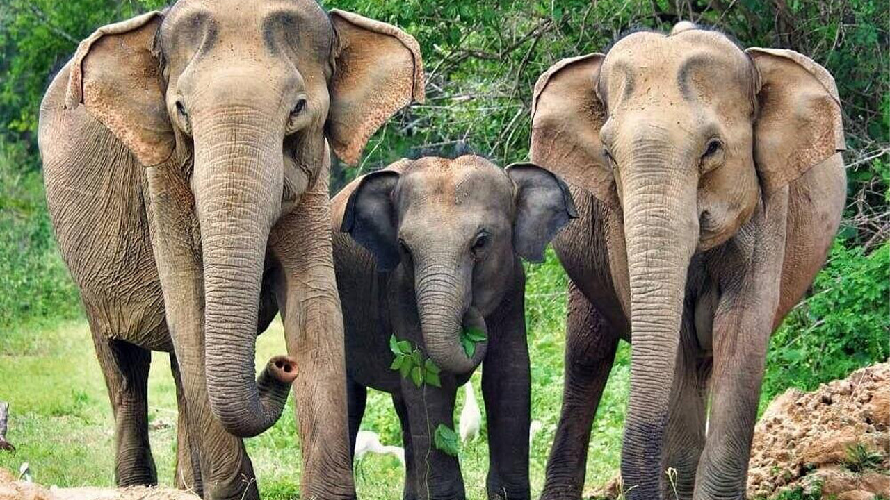 Yala National Park Safari from Weligama