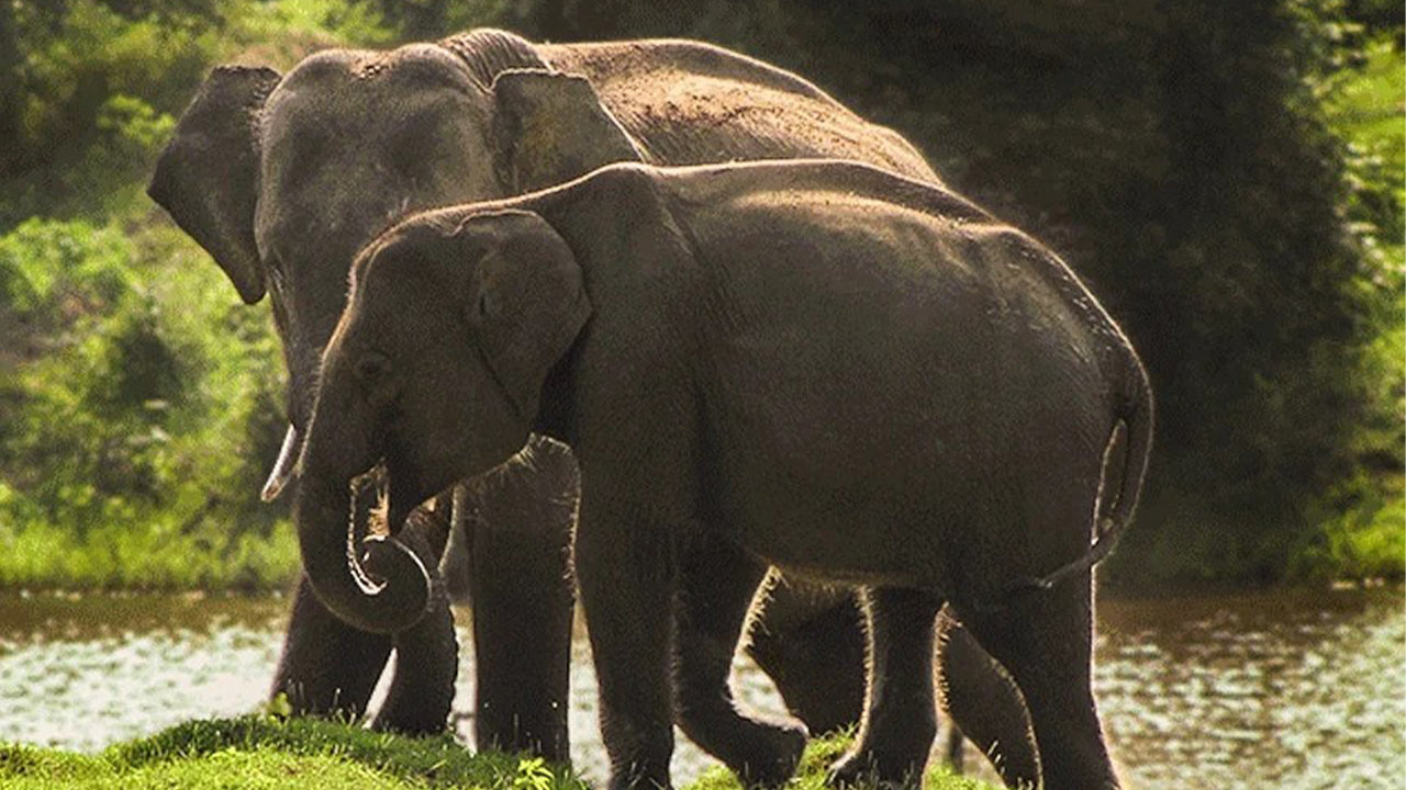 Yala National Park Safari from Weligama
