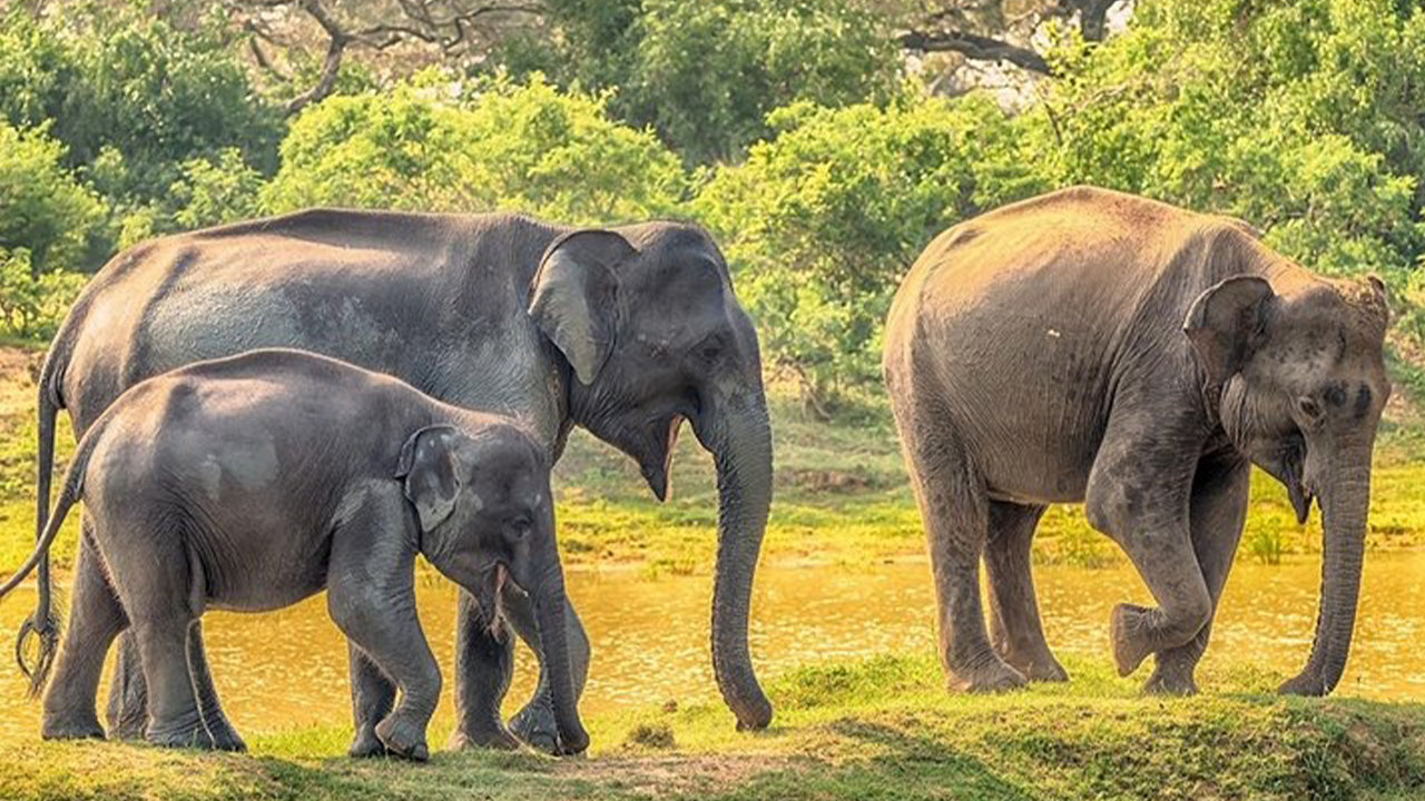 Yala National Park Safari from Weligama