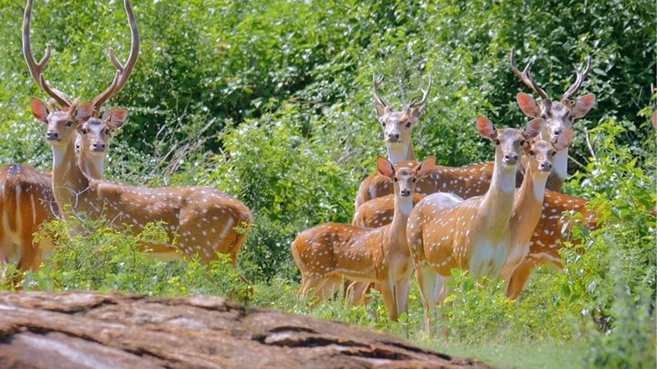 Yala National Park Safari from Weligama