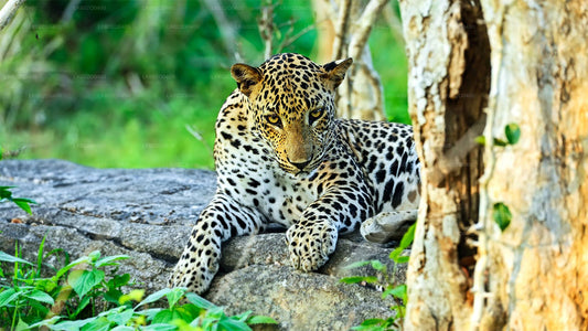 Yala National Park Safari from Mirissa