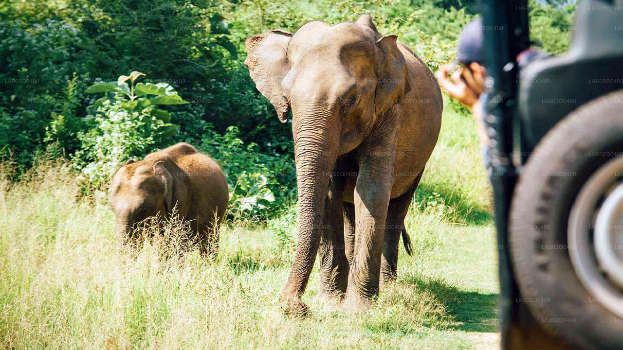 Yala National Park Safari from Mirissa